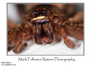 Unidentified spider